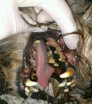 чистка зубного камня у собаки